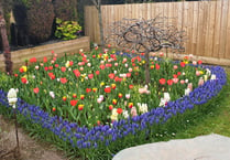 Crediton couple have the most colourful garden in town
