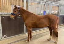 Pets' Corner: Handsome New Forest pony Jasper needs forever home