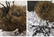 Manx SPCA column: Our annual hedgehog alert