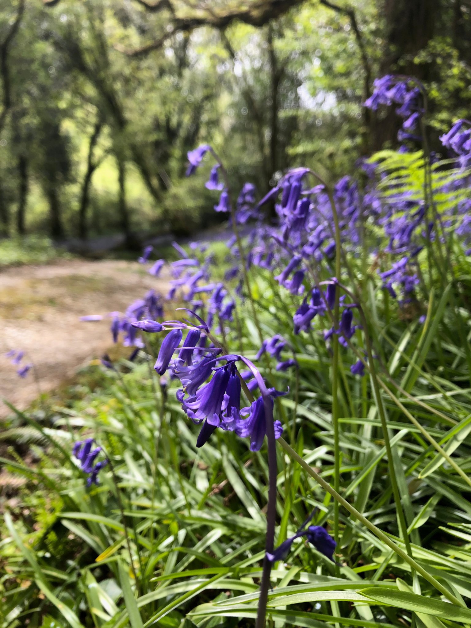 Deer Wood Bluebells