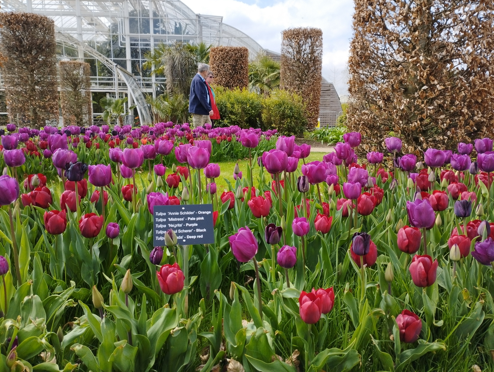 COLOURFUL – There’s plenty to see and do while you tiptoe through the tulips at Wisley. Pictures: Royer Slater.