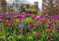 Tulips are the star blooms providing colour at RHS Garden Wisley