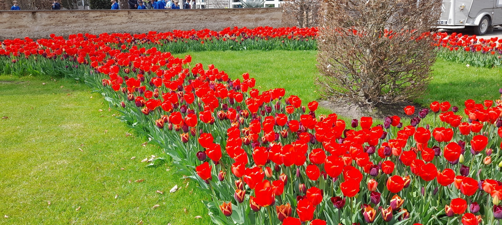 COLOURFUL – There’s plenty to see and do while you tiptoe through the tulips at Wisley. Pictures: Royer Slater.