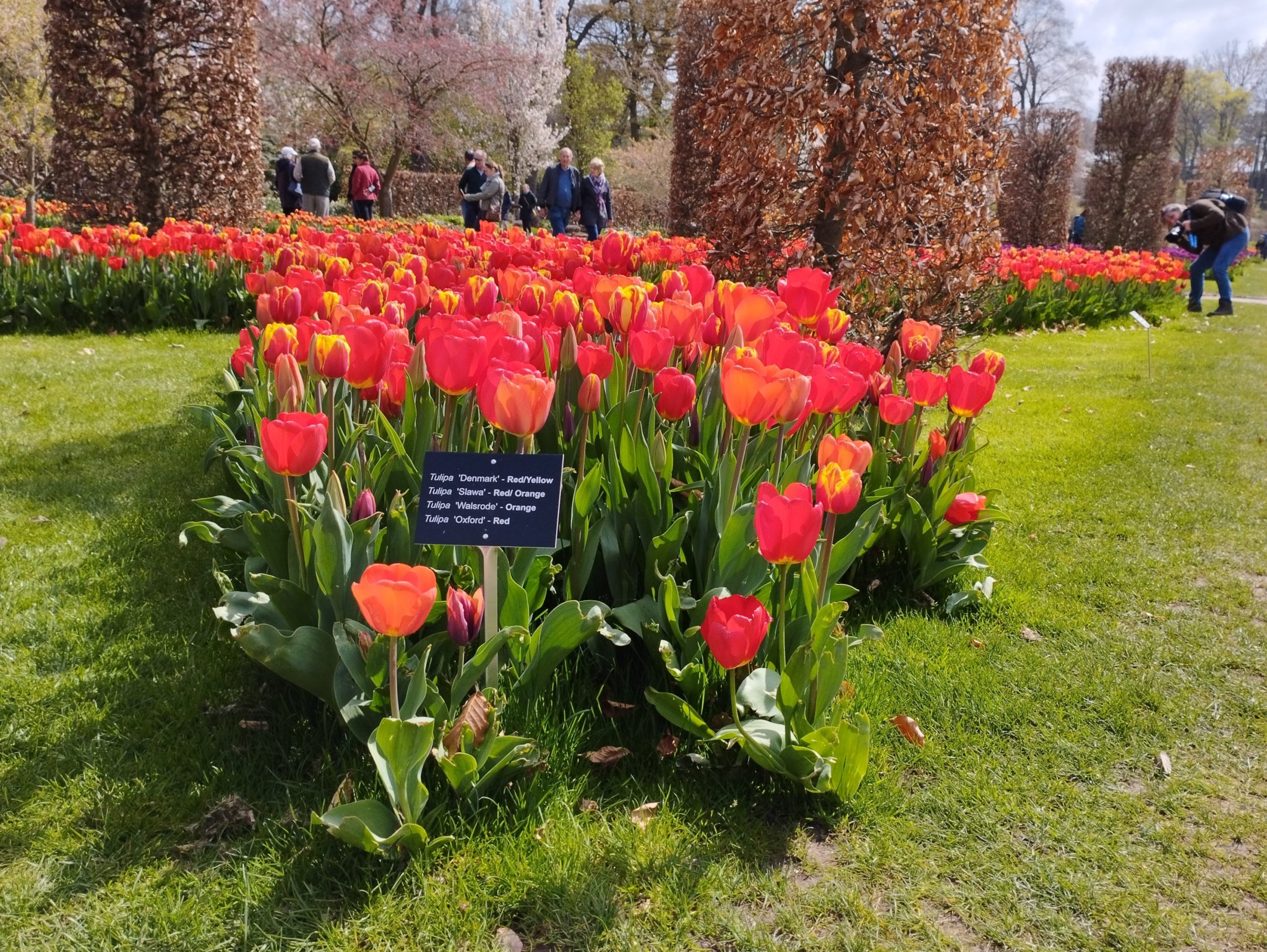 COLOURFUL – There’s plenty to see and do while you tiptoe through the tulips at Wisley. Pictures: Royer Slater.