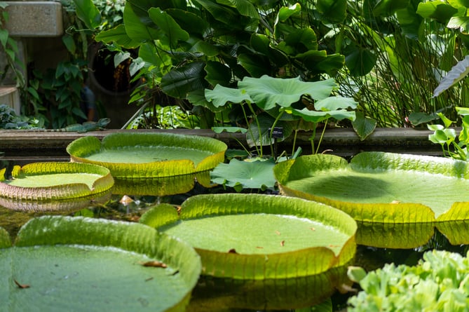 garden pond