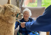 Wool-d you like some company? Alpacas visit residents at Bloomfield!