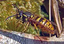 Wasps help gardeners by gobbling up aphids and small caterpillars