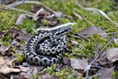 Heath Watch: Reptiles are waking up, so be careful where you step
