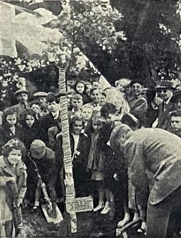 An oak is planted in Tilford to mark the coronation of Elizabeth II – can any reader confirm if it is still standing today?