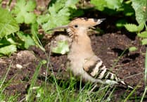 A hoopoe coup for Alton: Rare bird sightings cause a flap in East Hampshire town