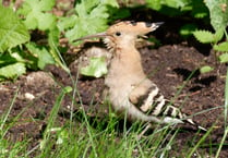 A hoopoe coup for Alton: Rare bird sightings cause a flap