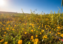 Blooming marvellous! Huge habitat creation for bees in South Downs