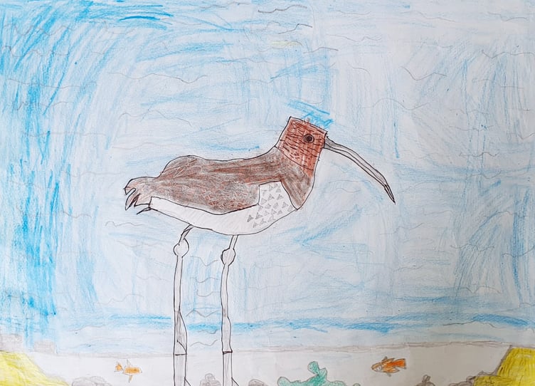 The bird is famous for its hauntingly beautiful song and it’s long, curved beak which acts like a pair of tweezers or chopsticks to pincer prey in the mud