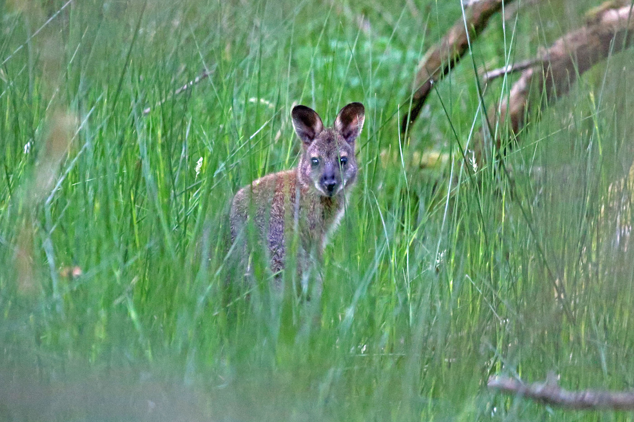 A juvenile wallaby