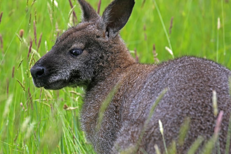 Wallaby