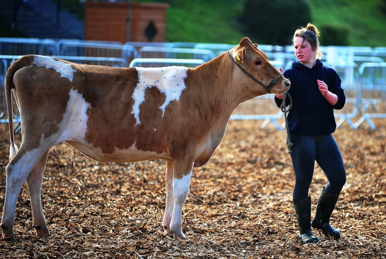 Devon County Show 2023. Picture Steve Pope