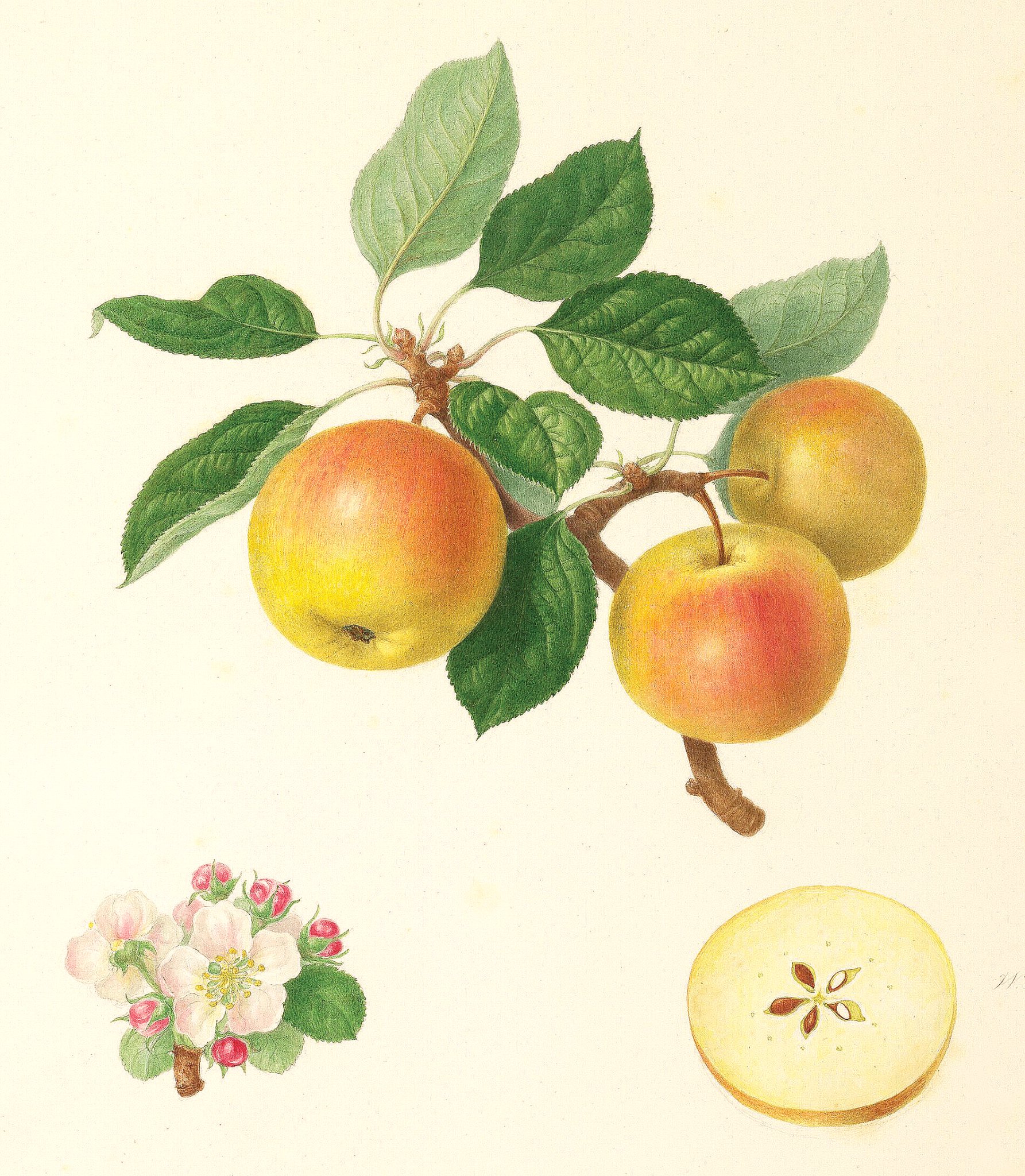 VIEW ONLINE – Illustrations of the fruit and flower of the Borsdorf apple; pea varieties from an album compiled by Belgium Ernst Benary Erfurt, and a painting of a Capability Brown landscape.