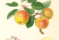 RHS puts 500 years of its heritage online
