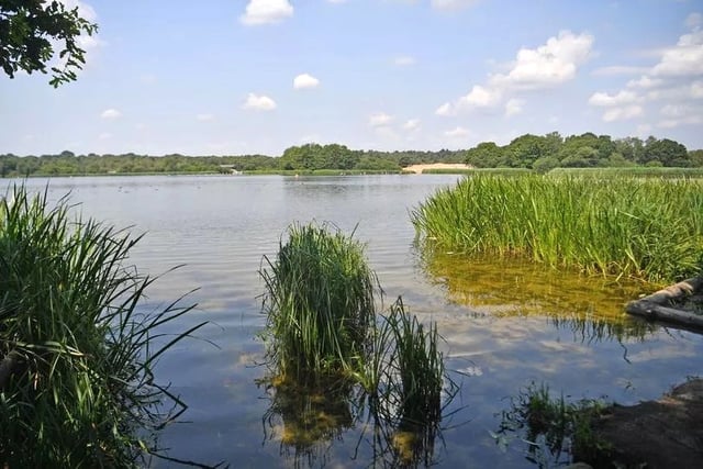 Water blow as algae means no swimming at Great Pond