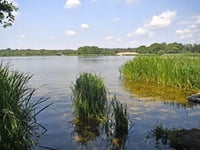 Frensham Great Pond closed for swimming after toxic algae discovered