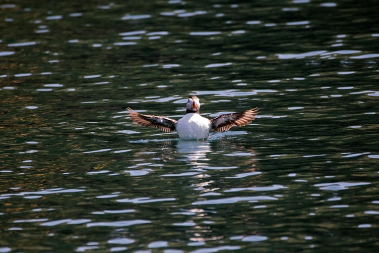 Puffins on Skomer Island