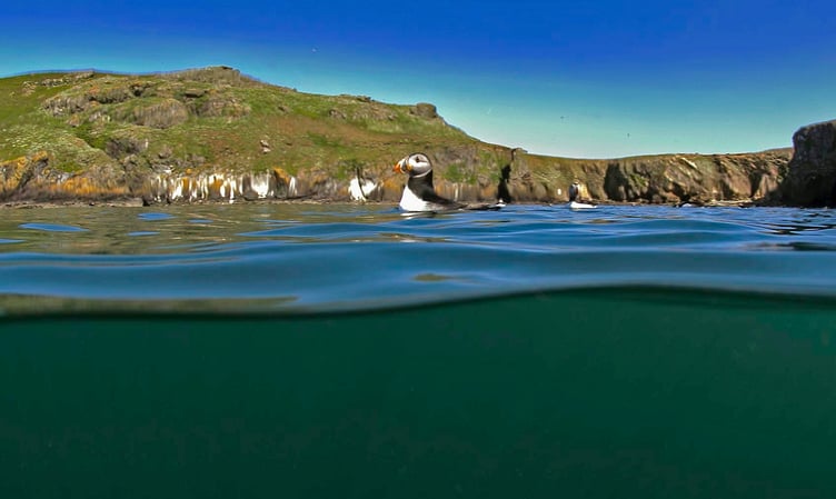 Puffins on Skomer Island