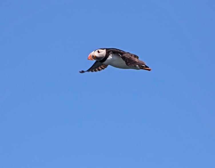 Puffins Skomer Island