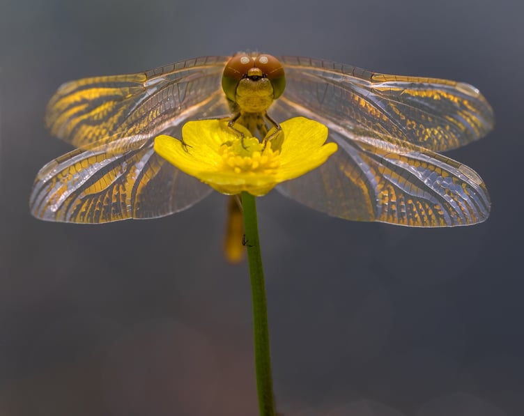 Mellow Yellow by David Salter, winner of the A3 Colour Print competition