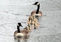 Our favourite readers' photos: Cygnets, geese and stunning sunsets
