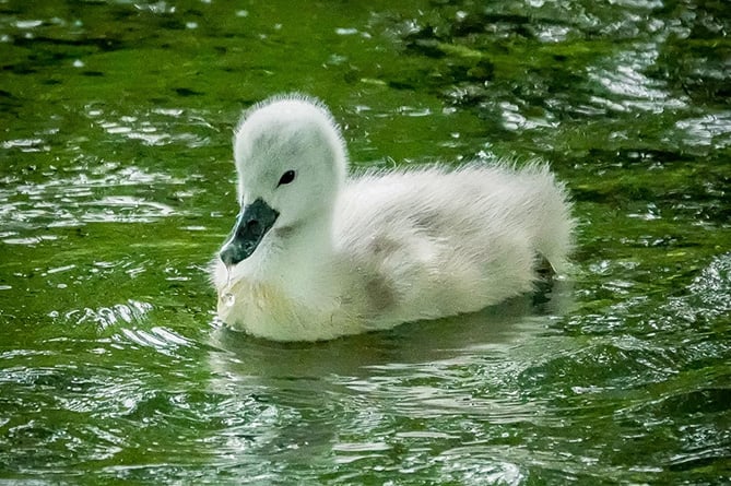 A cygnet on the River Ystwyth, taken by Steve Williams