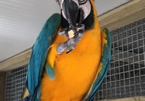 Mayor aid for parrot sanctuary