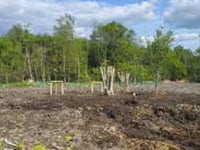 More than 200 trees on Havant Thicket Reservoir site are replanted