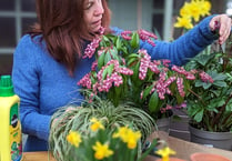 Hidden Gardens of Grayshott to open gates this Bank Holiday weekend