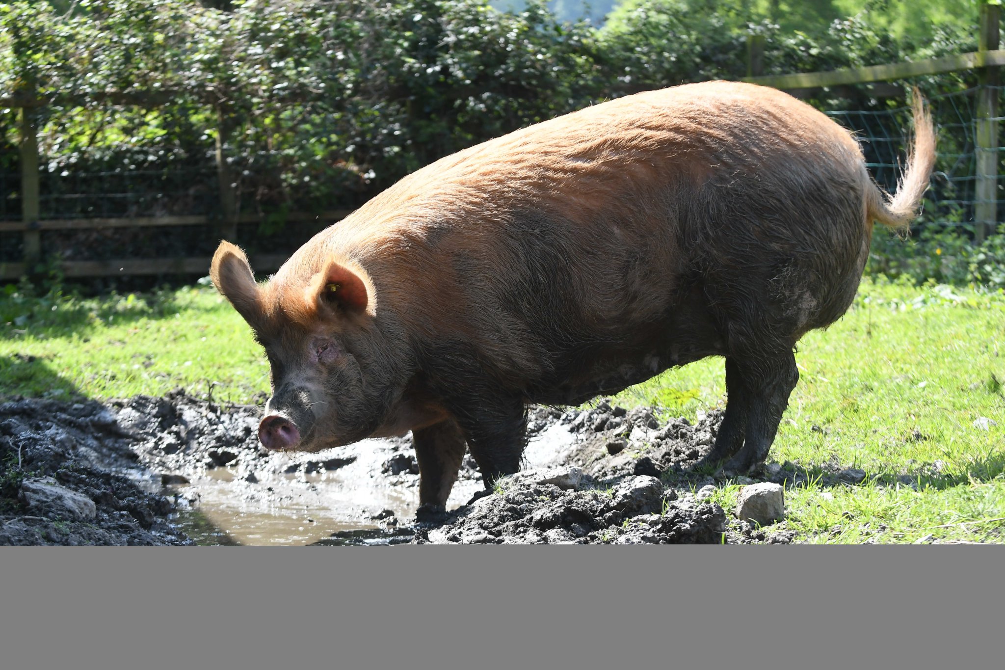 The Ramsey Grammar School farm -
