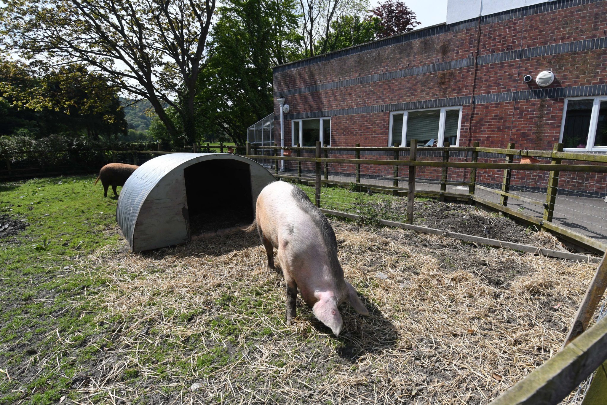The Ramsey Grammar School farm -