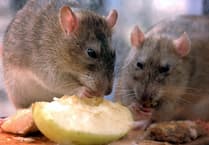 Waverley Borough Council dealt with more than 150 rodent infestations last year