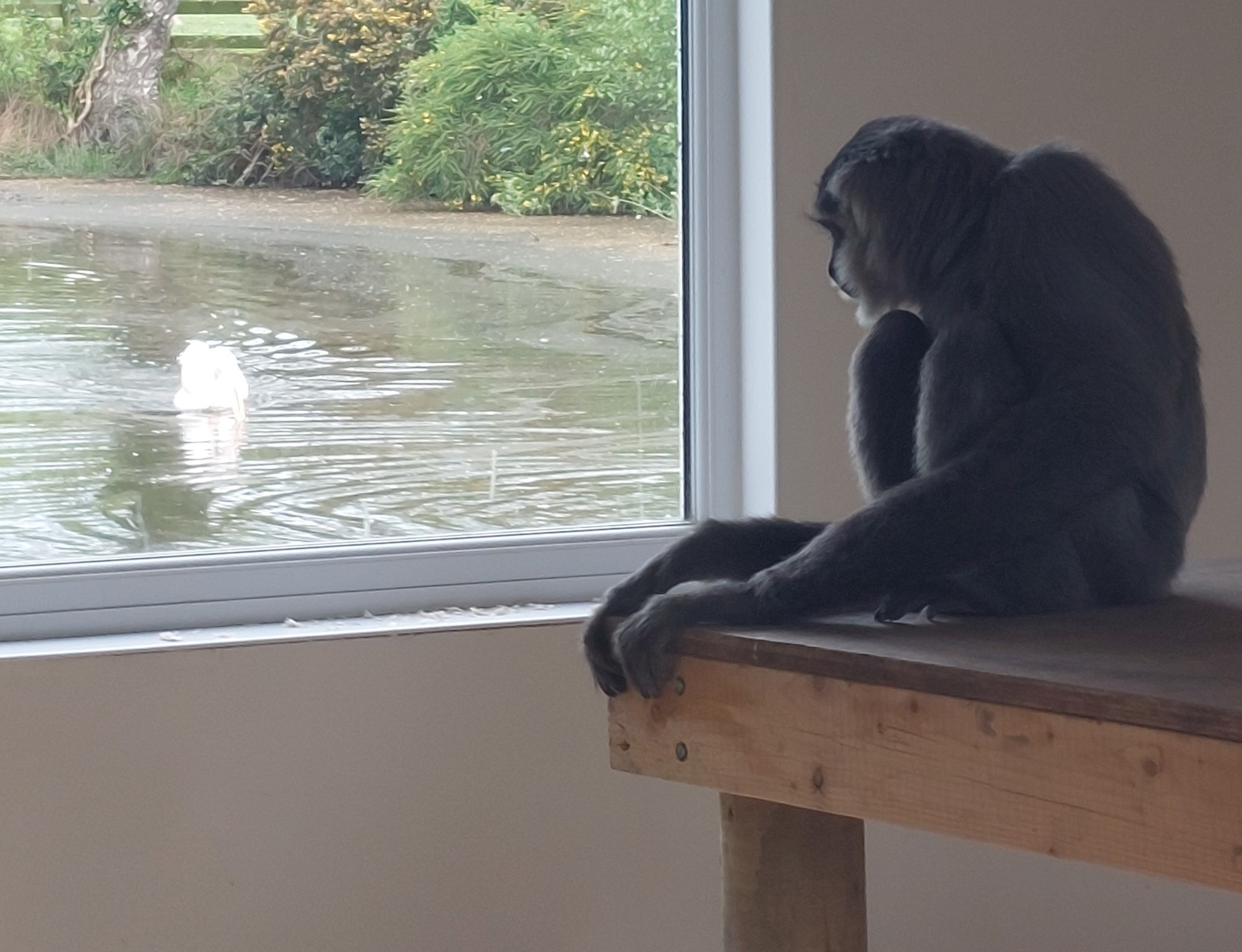 Gibbon