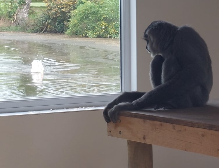 Gibbon