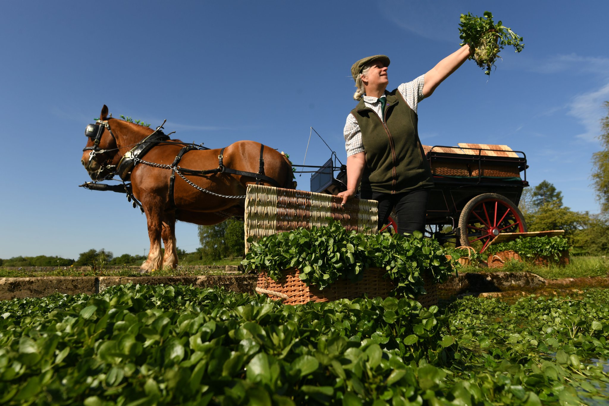 The Alresford Watercress Festival is run by The Watercress Company to celebrate the town's historic affinity with the peppery super-salad