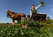 Alresford Watercress Festival: Watch Glenn Walsh munch way to title