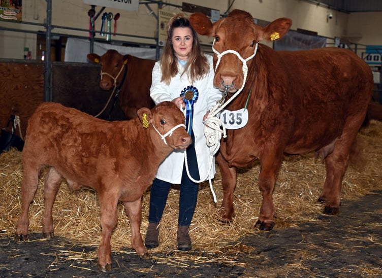 Shannon Ley of Holsworthy takes the Reserve Breed Champion with her Brown Swiss Calverton Nutmeg