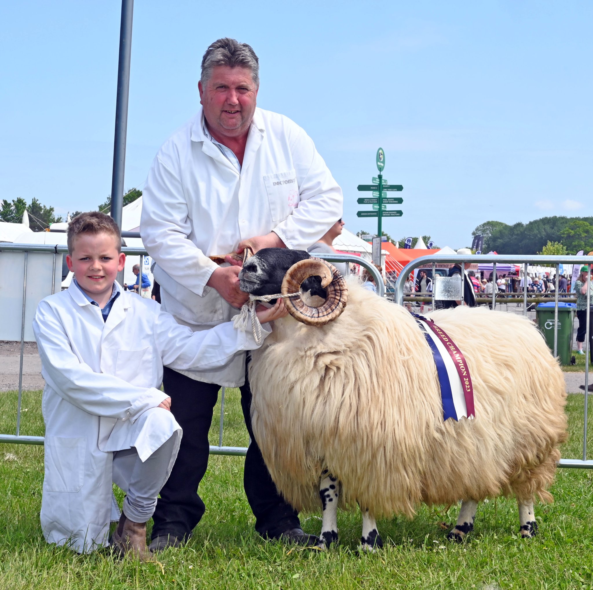 Shannon Ley of Holsworthy takes the Reserve Breed Champion with her Brown Swiss Calverton Nutmeg