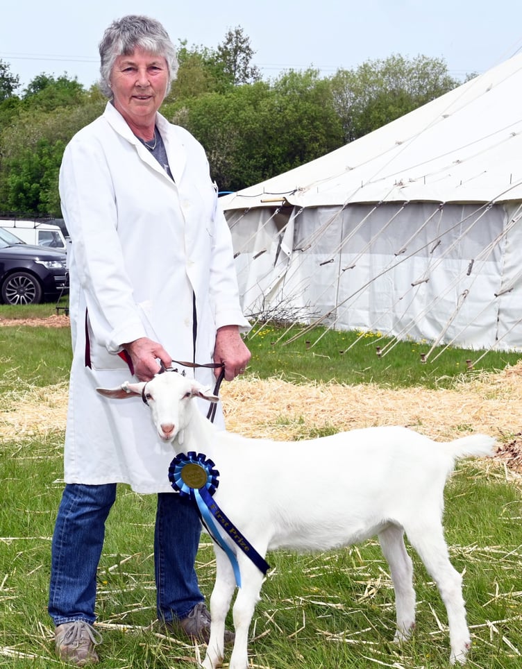 Shannon Ley of Holsworthy takes the Reserve Breed Champion with her Brown Swiss Calverton Nutmeg