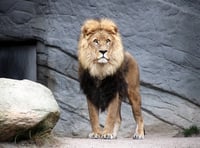 <p>The lion is believed to have been on its way to a private collector in Petersfield when it escaped from a train at Clapham Junction</p>