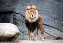 The time a lion on its way to Petersfield escaped at a London station