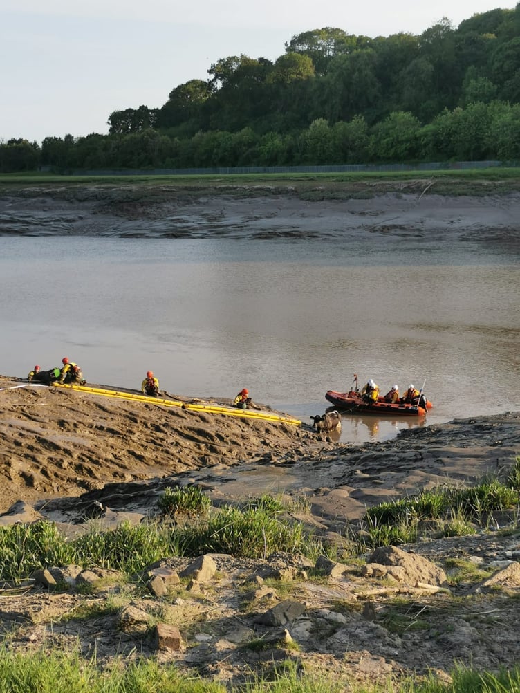 The teams used a range of equipment to get the cow back to safety