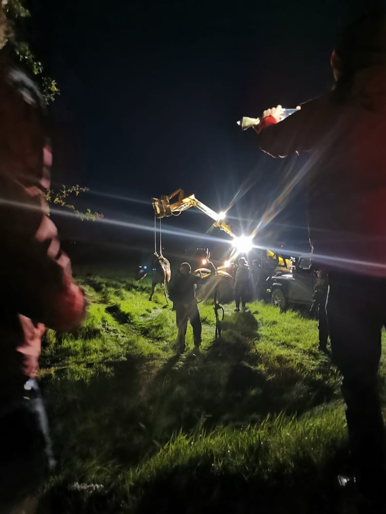 The crews attempt to hoist the cow to her feet
