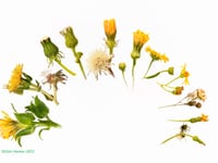 Explore life of seeds at artist's new Gilbert White’s House exhibition