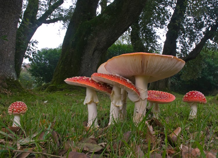 Fly agaric