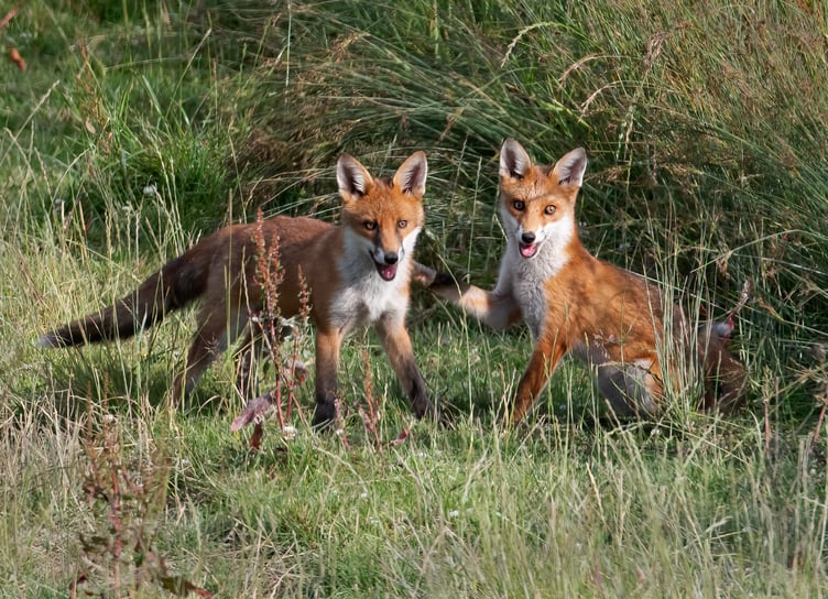 Fox cubs